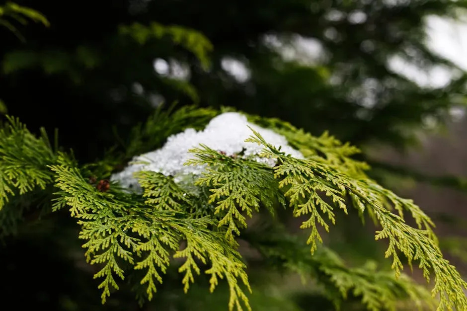 #10. Northern White Cedar (Thuja occidentalis) (Image Credits: Pexels)