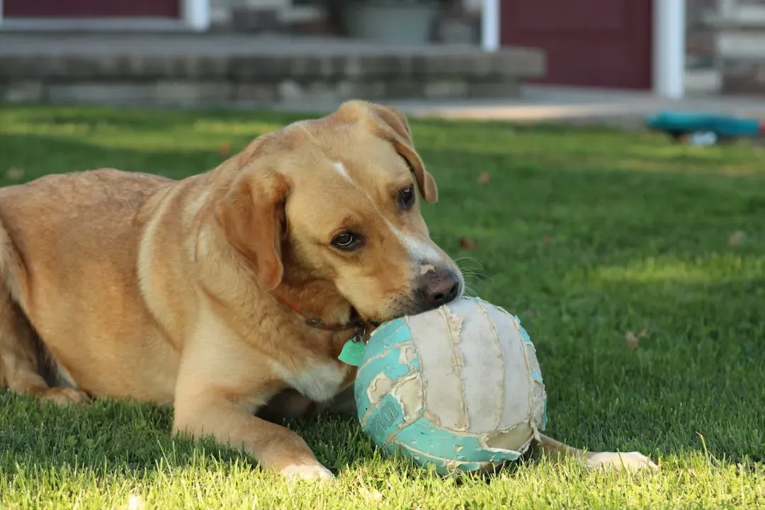 6. They Play in Your Company (Image Credits: Unsplash)