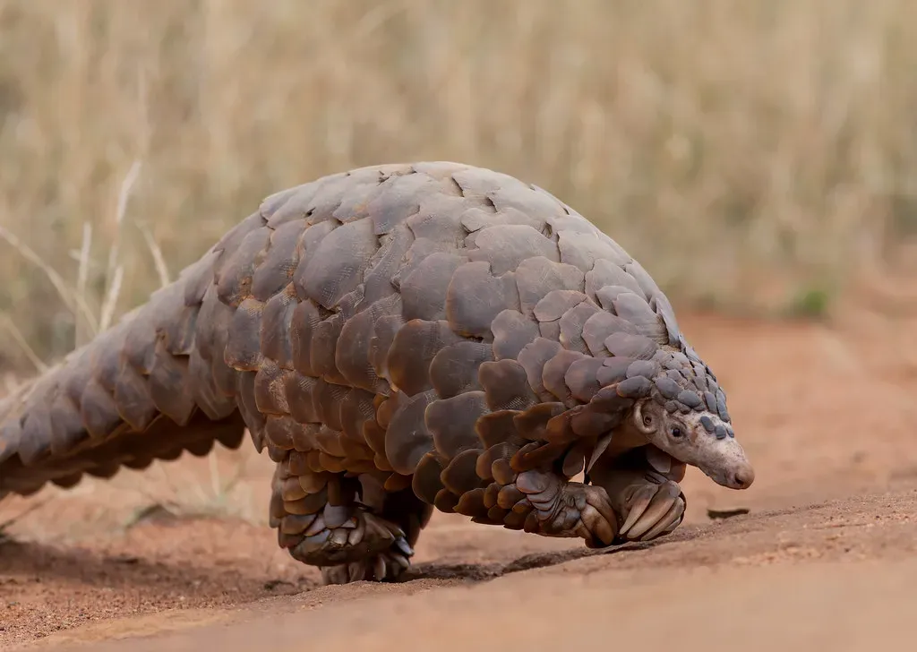 7. The Pangolin - Earth's Only Scale-Armored Mammal (string_bass_dave, Flickr, CC BY-SA 2.0)