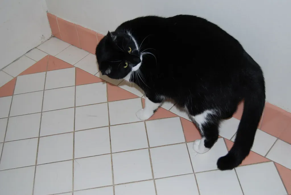 When the Puffed Tail Appears - and Why It Matters (Image Credits: Flickr)
