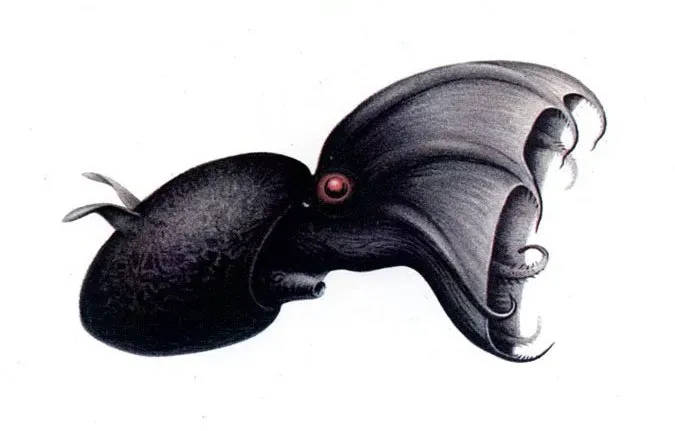 Meet the Creature Scientists Call a Living Fossil (Chun C. Die Cephalopoden T. 2: Myopsida, Octopoda. Wissenschaftliche Ergebnisse der deutschen Tiefseeexpedition auf dem Dampfer Valdivia 1898&ndash;1899, 18(2), Jena: Fischer, 1910 Tafel XC, Public domain)