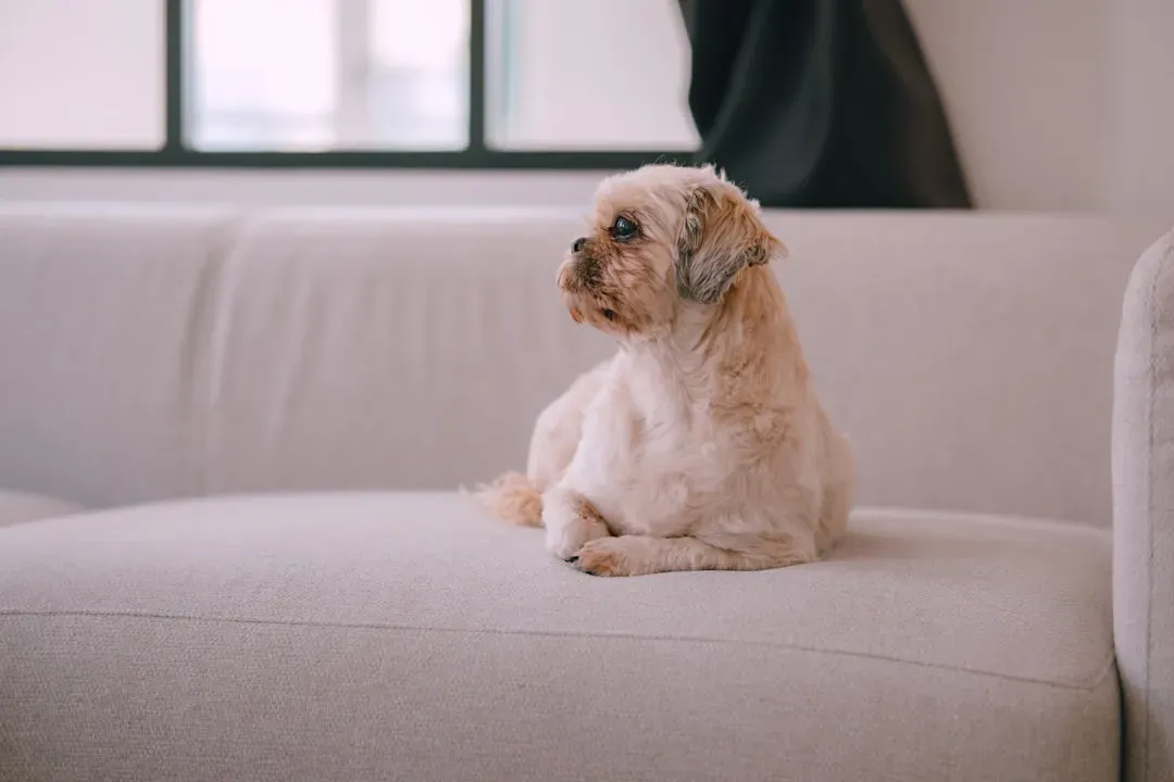 The Shih Tzu: Built for Companionship, Nothing Else (Image Credits: Unsplash)