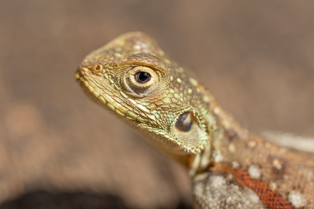 Virgo - The Intelligent Savannah Monitor (Image Credits: Unsplash)
