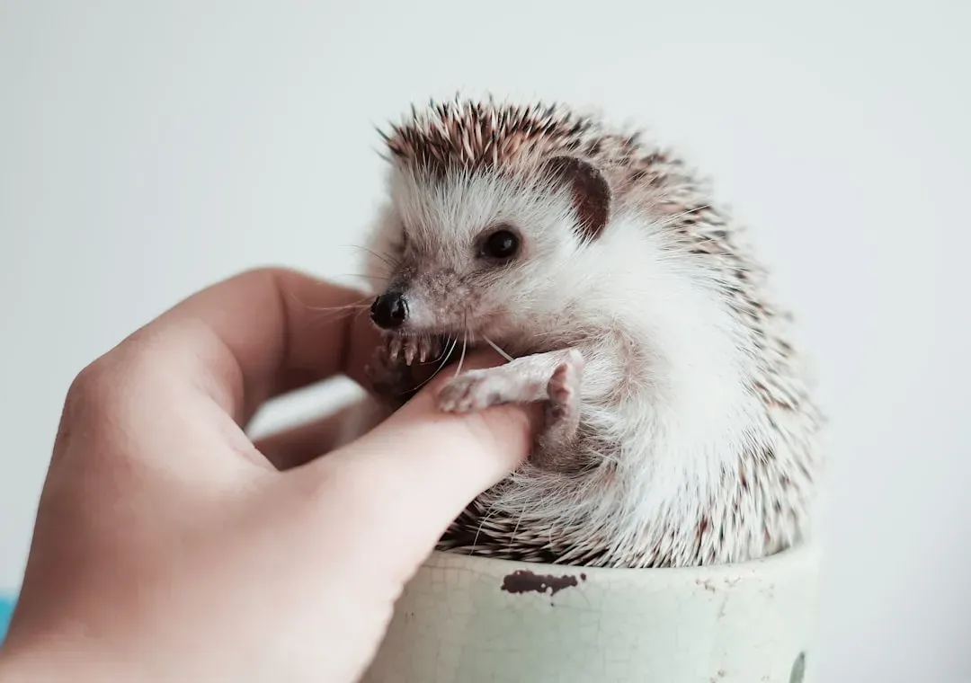 #5 - The Hedgehog's Selective Snuggles (Image Credits: Unsplash)