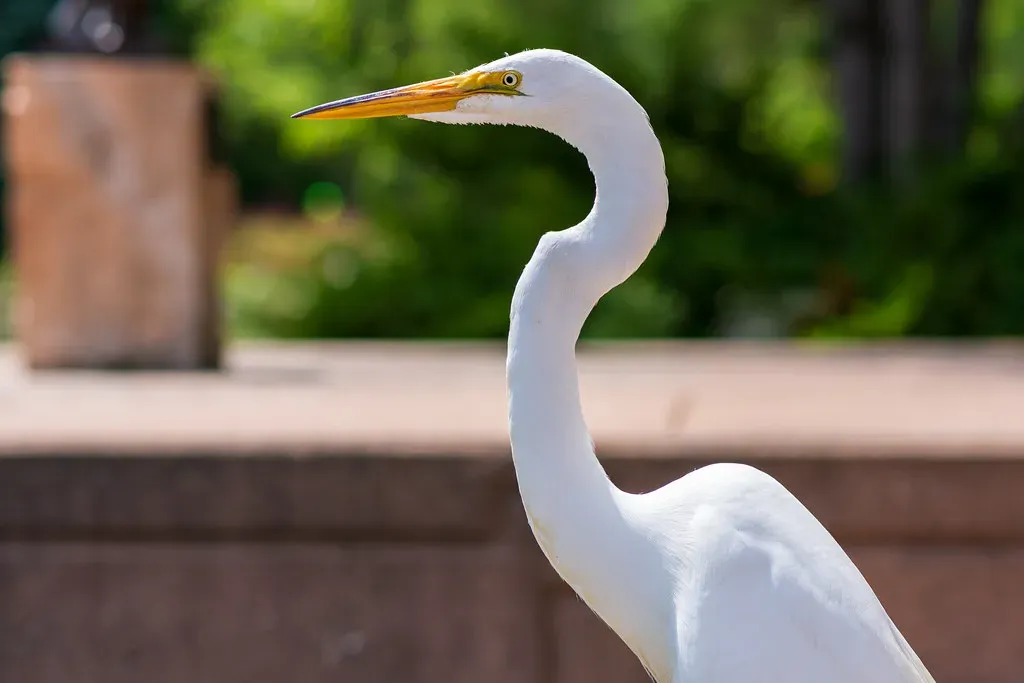 Conclusion: Coexisting in the Concrete Wilderness (Image Credits: Flickr)