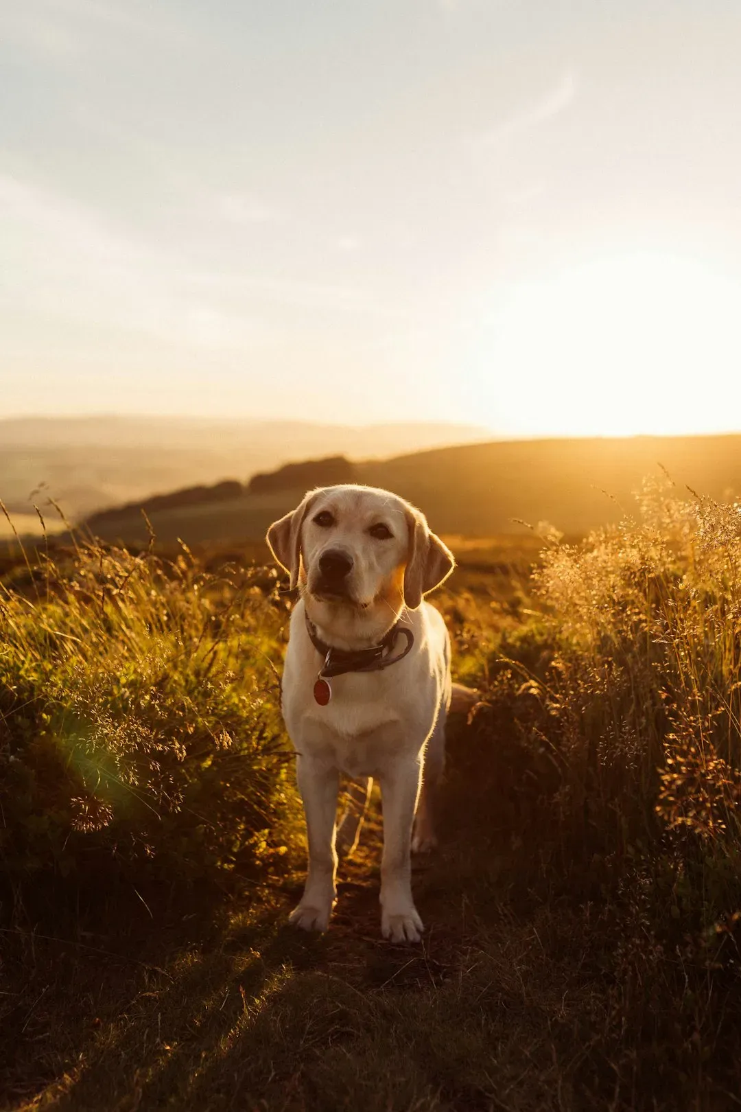 Taurus: The Steady Companion Who Values Loyalty (Image Credits: Unsplash)