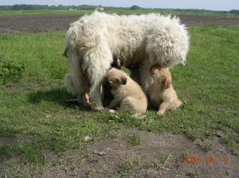 Kuvasz (Image Credits: Wikimedia)