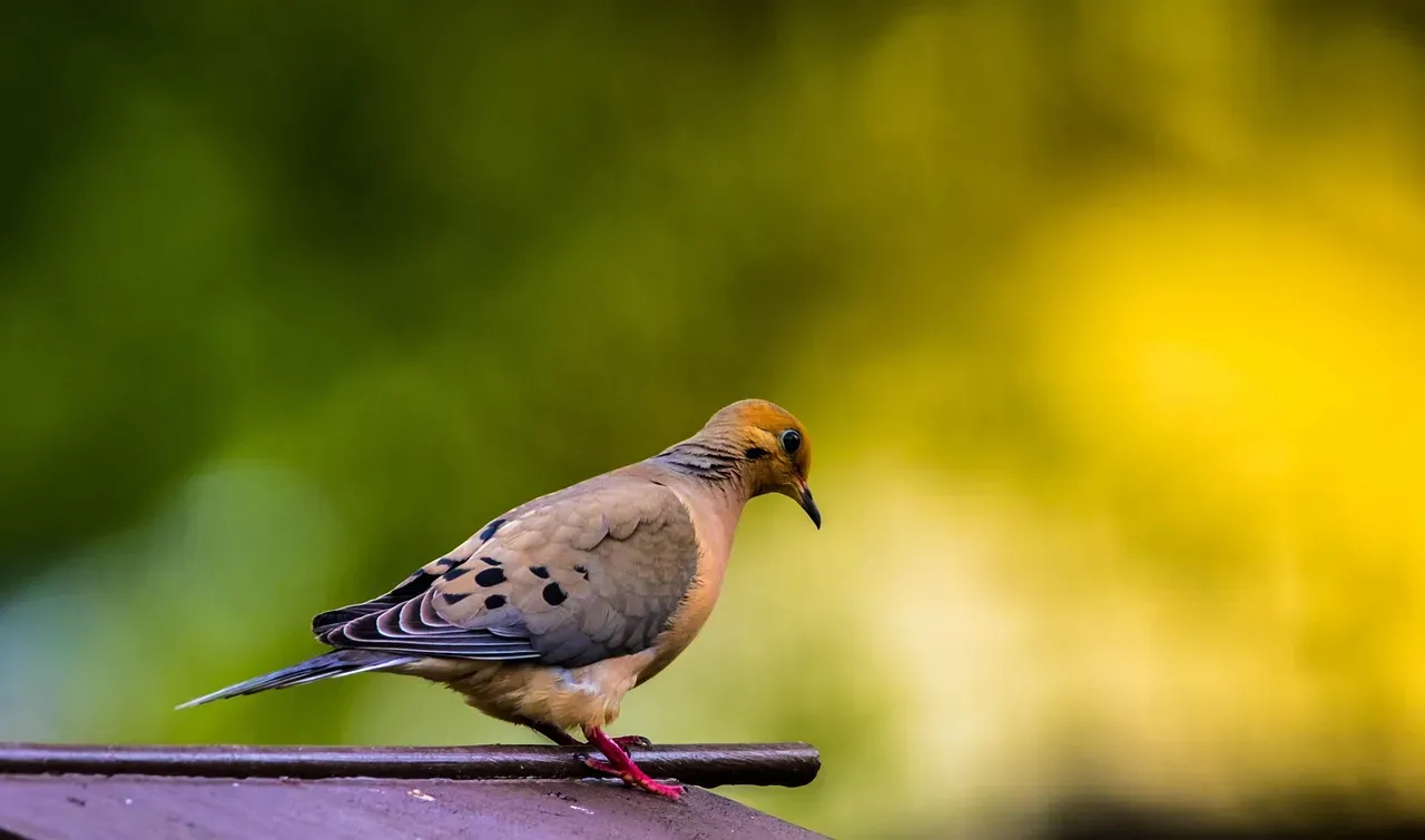 The Symbol of Peace and Tranquility (Image Credits: Pixabay)