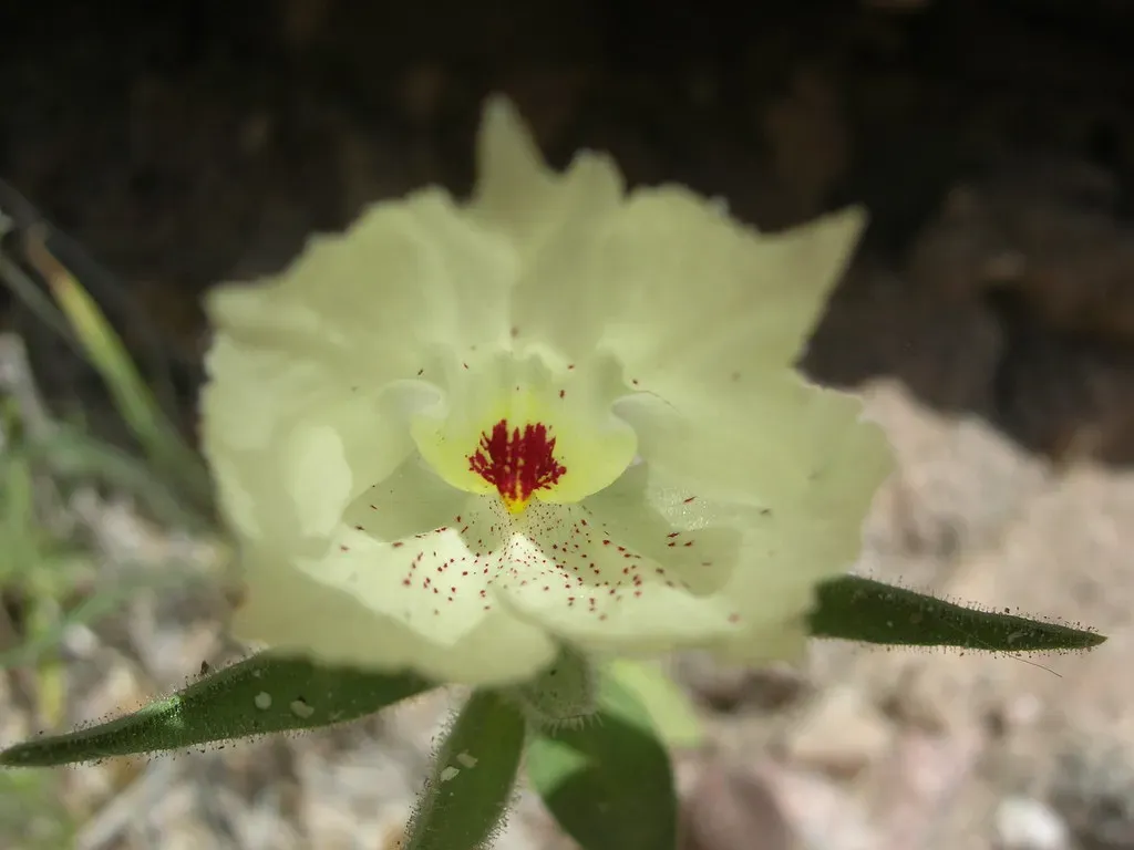 The Ghost Flower (joedecruyenaere, Flickr, CC BY-SA 2.0)