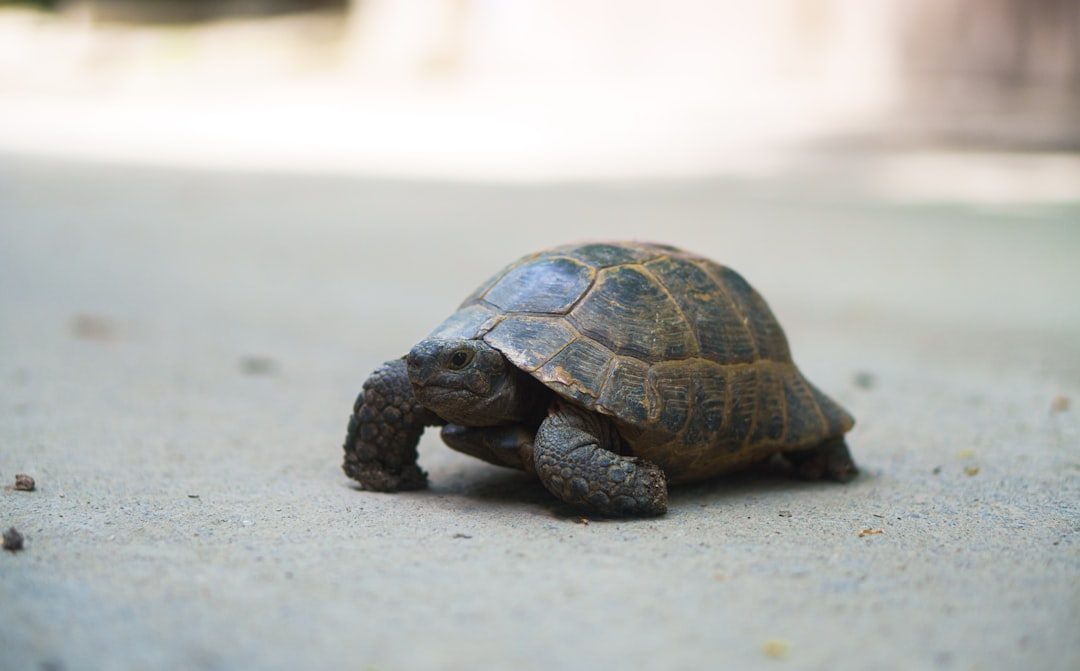 The Turtle: Foundation of Mother Earth (Image Credits: Unsplash)