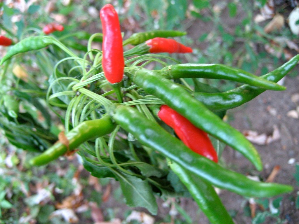 Cayenne Pepper Creates Spicy Barriers Against Mammal Pests (Image Credits: Flickr)