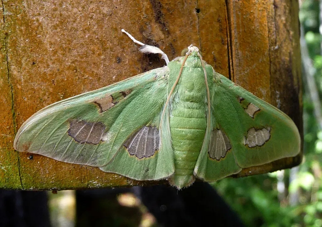Virgo: The Detail-Oriented Moth (Image Credits: Flickr)