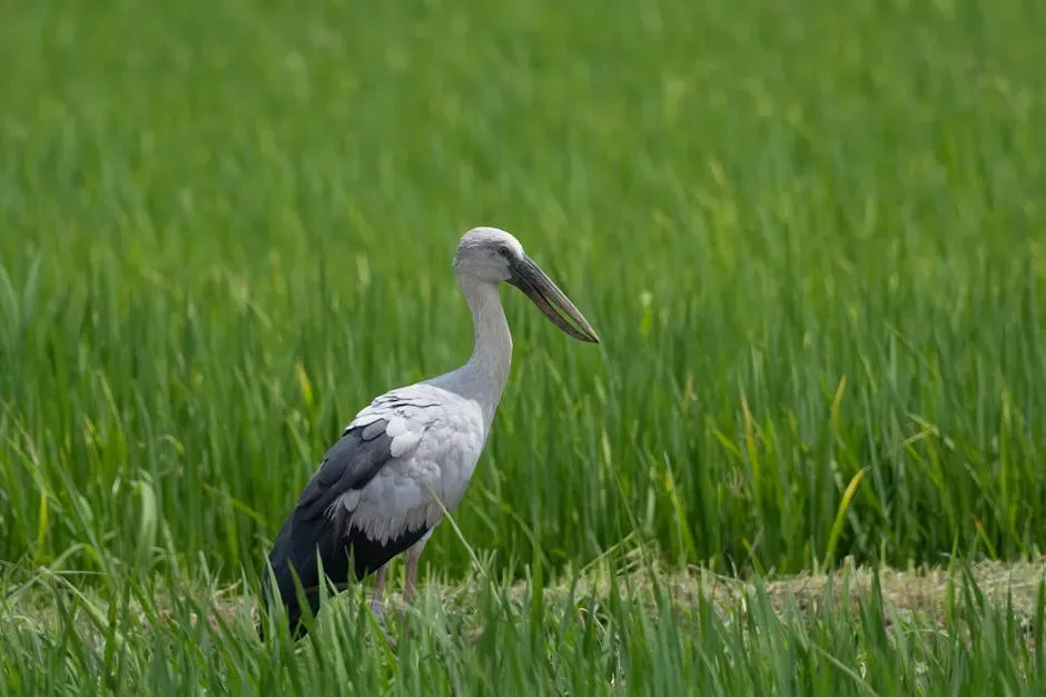 The American Wood Stork: Wetlands Restoration Delivers a Comeback (Image Credits: Pexels)