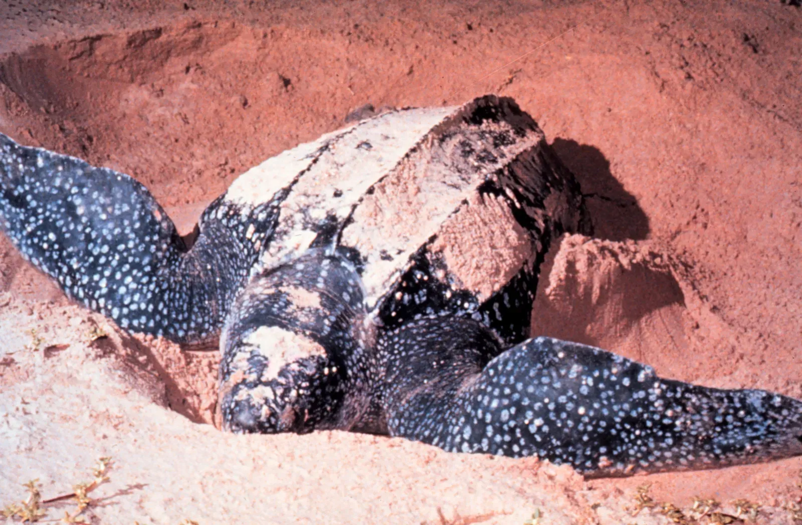 7. Leatherback Sea Turtle (National Oceanic and Atmospheric Administration, NOAA, Public domain)
