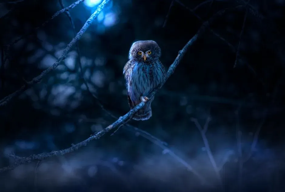 Conclusion: Deciphering the Owl's Message (Image Credits: Pexels)