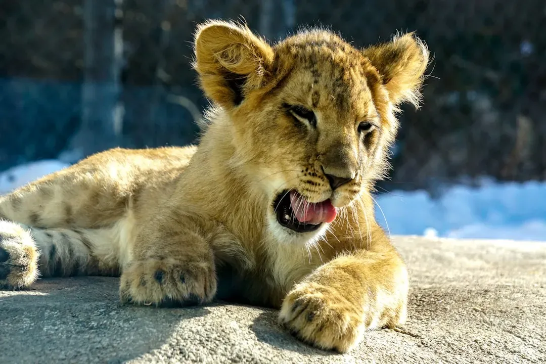 Leo: The Loyal Protector (Image Credits: Unsplash)