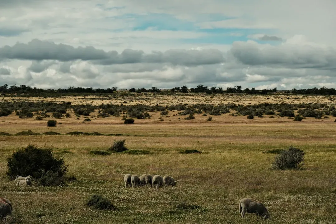 The Alarming Decline Across Sub-Saharan Africa (Image Credits: Unsplash)