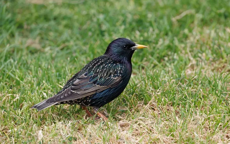 European Starling (Image Credits: Pexels)