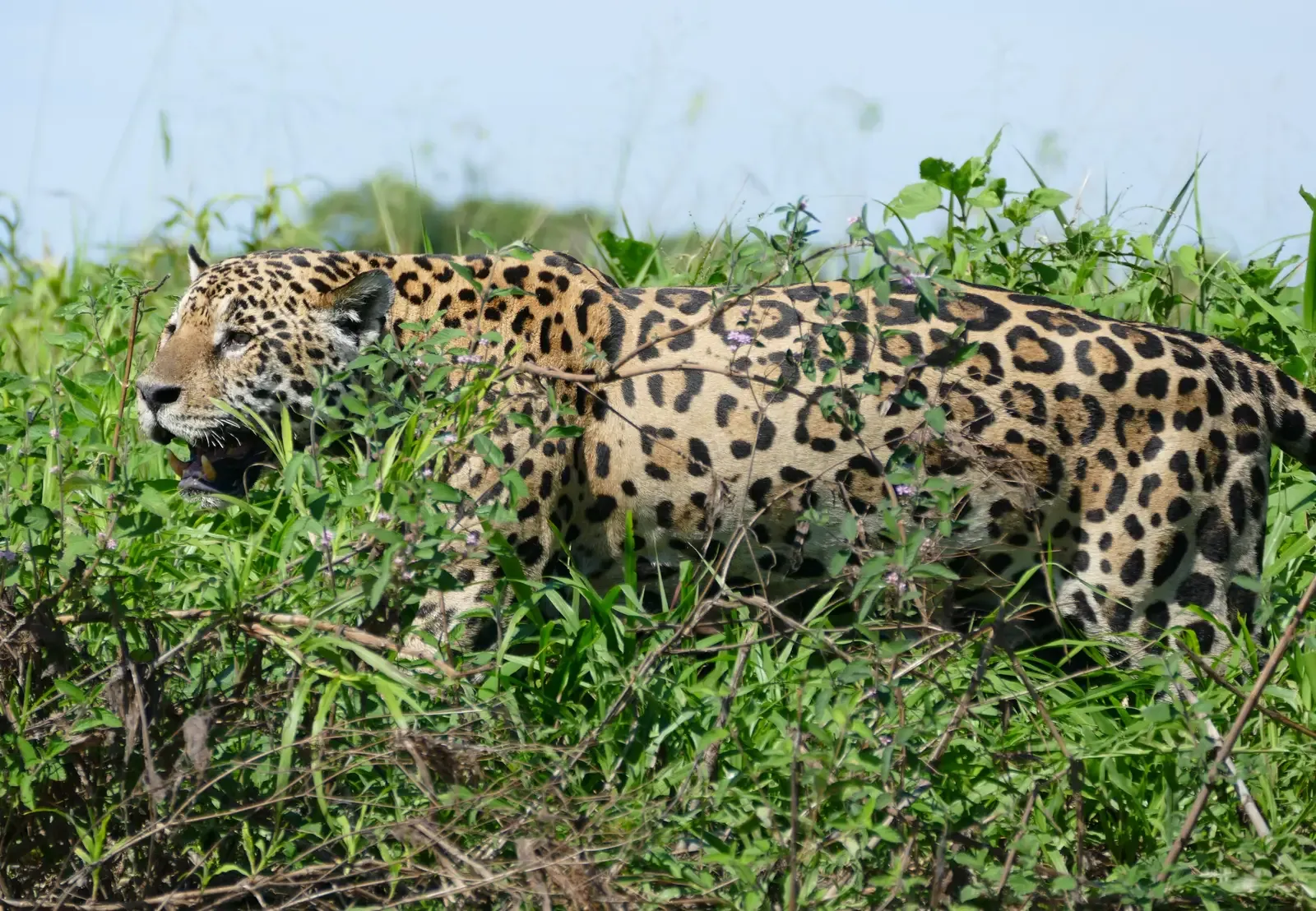 Adaptable Hunting Techniques (Image Credits: Wikimedia)