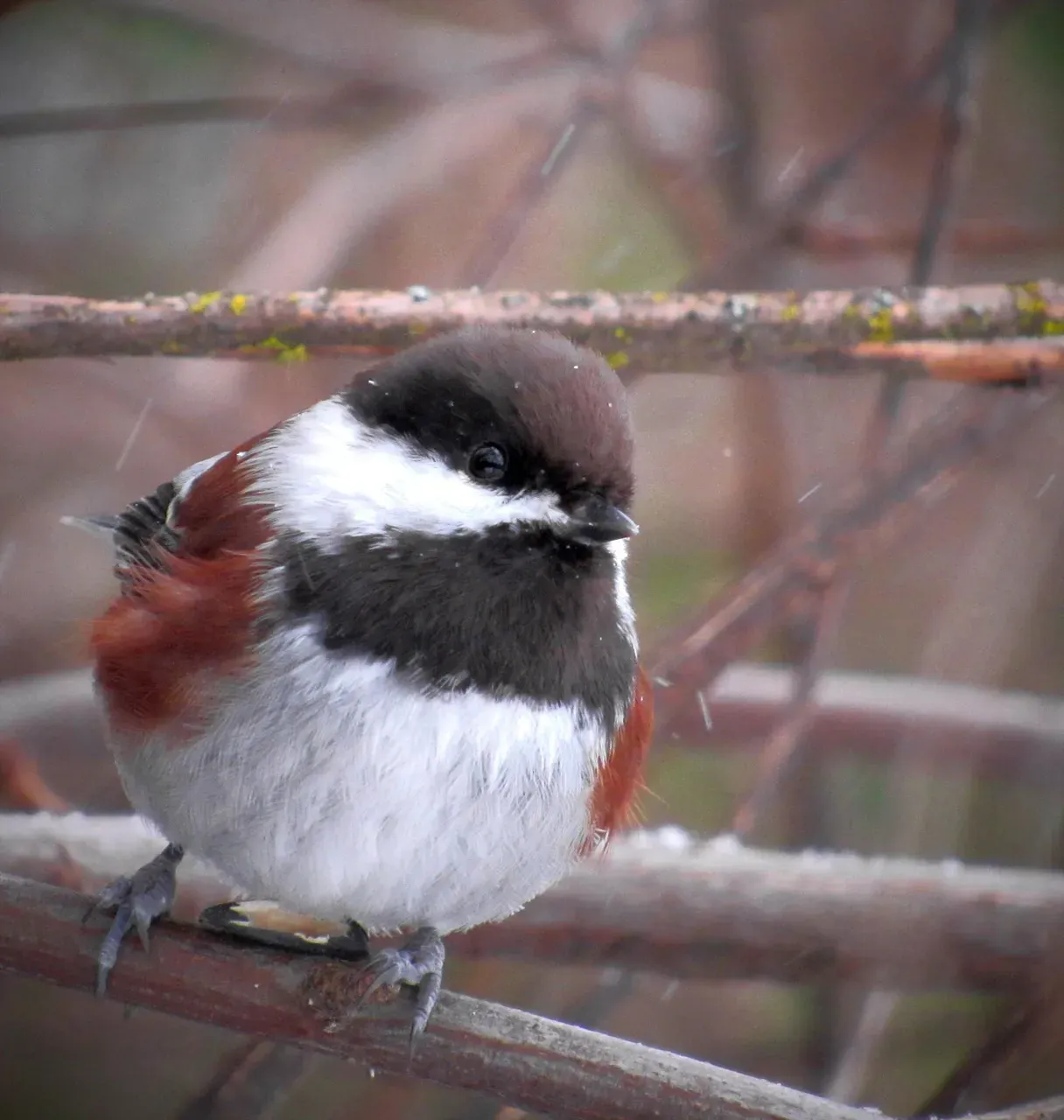 Chestnut-backed Chickadee: The Coastal Forest Charmer (Image Credits: Pixabay)