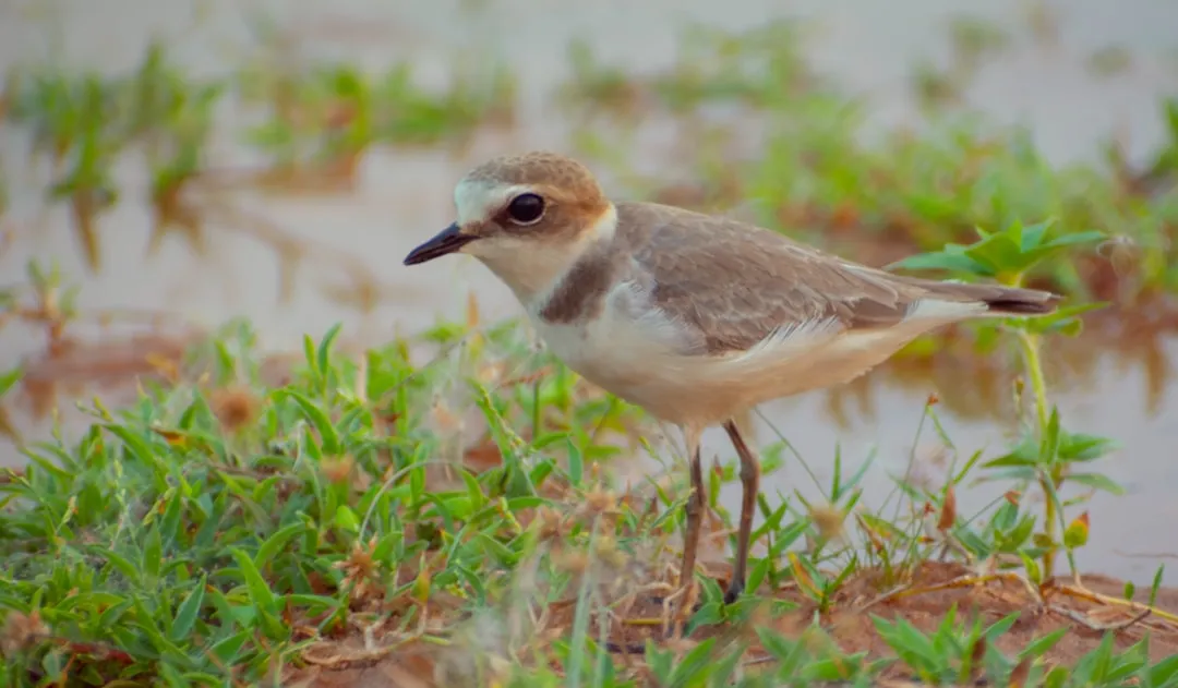#1 - Veeries Shorten Breeding Seasons Months Before Intense Hurricane Years (Image Credits: Unsplash)