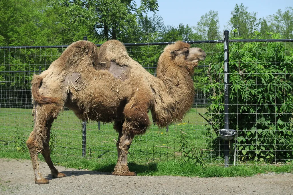 Dromedary Camel: The Desert Icon That Redefined Thirst (jfeuchter, Flickr, CC BY 2.0)