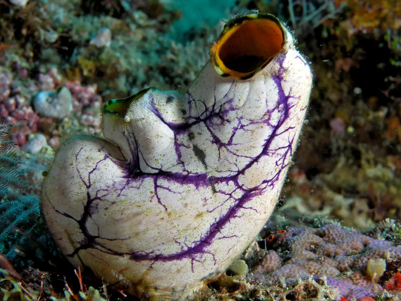 6. Sea Squirts: The Brain-Eating Wanderers (Image Credits: Wikimedia)
