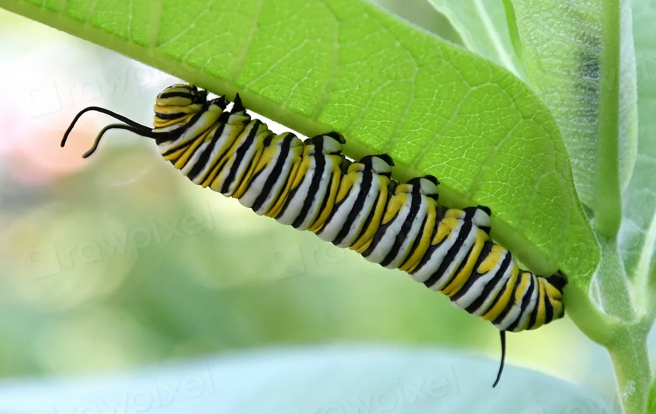 #5 - Native Milkweed (For Monarchs & Pollinators) (Image Credits: Rawpixel)