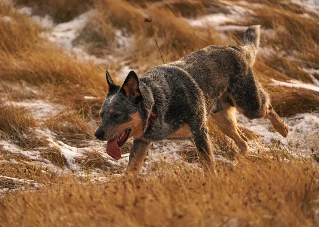 Australian Cattle Dog: The Workaholic on Four Legs (Image Credits: Unsplash)