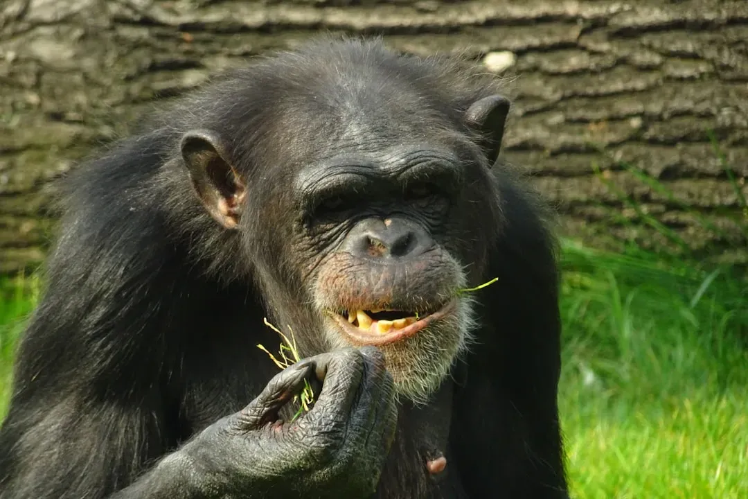 8. Gorillas Hum While They Eat (And It Means Stay Away) (Image Credits: Unsplash)