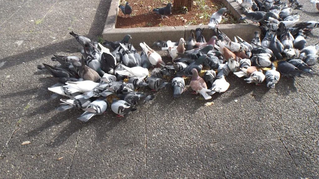 #13 - Sudden, Short "Feeding Frenzies" That Vanish in Minutes (oatsy40, Flickr, CC BY 2.0)