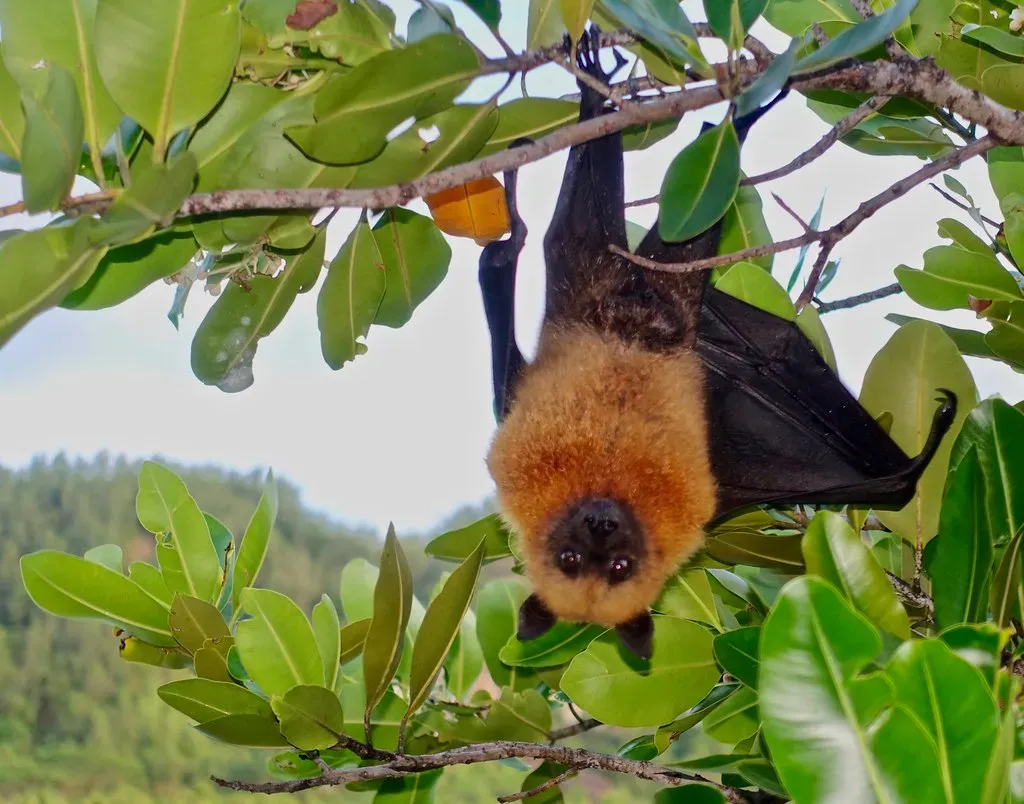 Bats: Masters of the Night With Precision Echolocation (jurvetson, Flickr, CC BY 2.0)