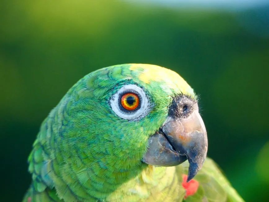 How Parrot Brains Make Room for Numerical Thinking (Image Credits: Pexels)