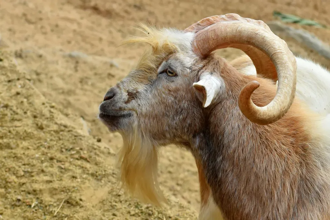 What 2027 Means If You Were Born in a Goat Year (Image Credits: Unsplash)