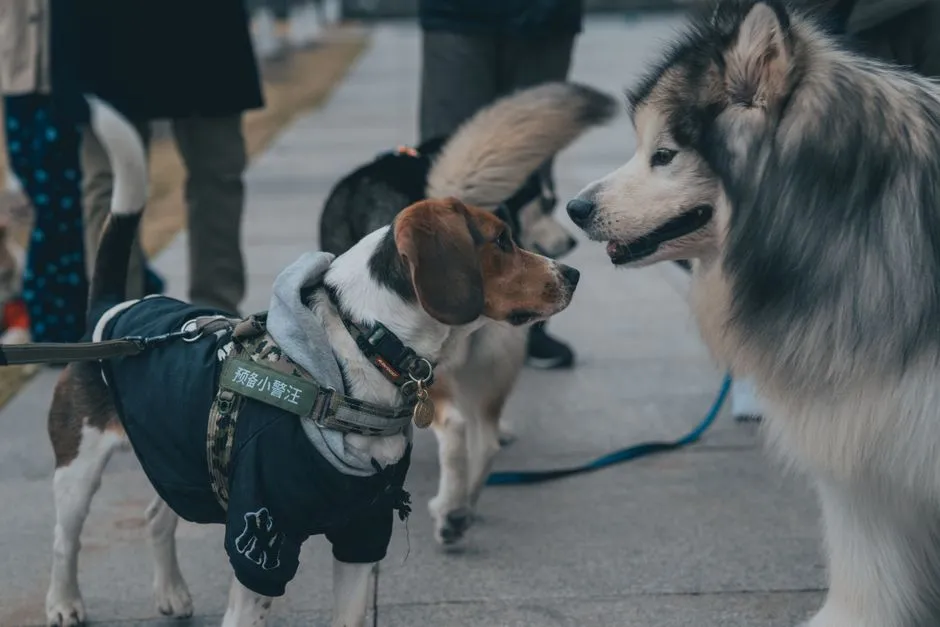 #6 - The First Dog-to-Dog Signal: Beyond "Good With Other Dogs" (Image Credits: Pexels)