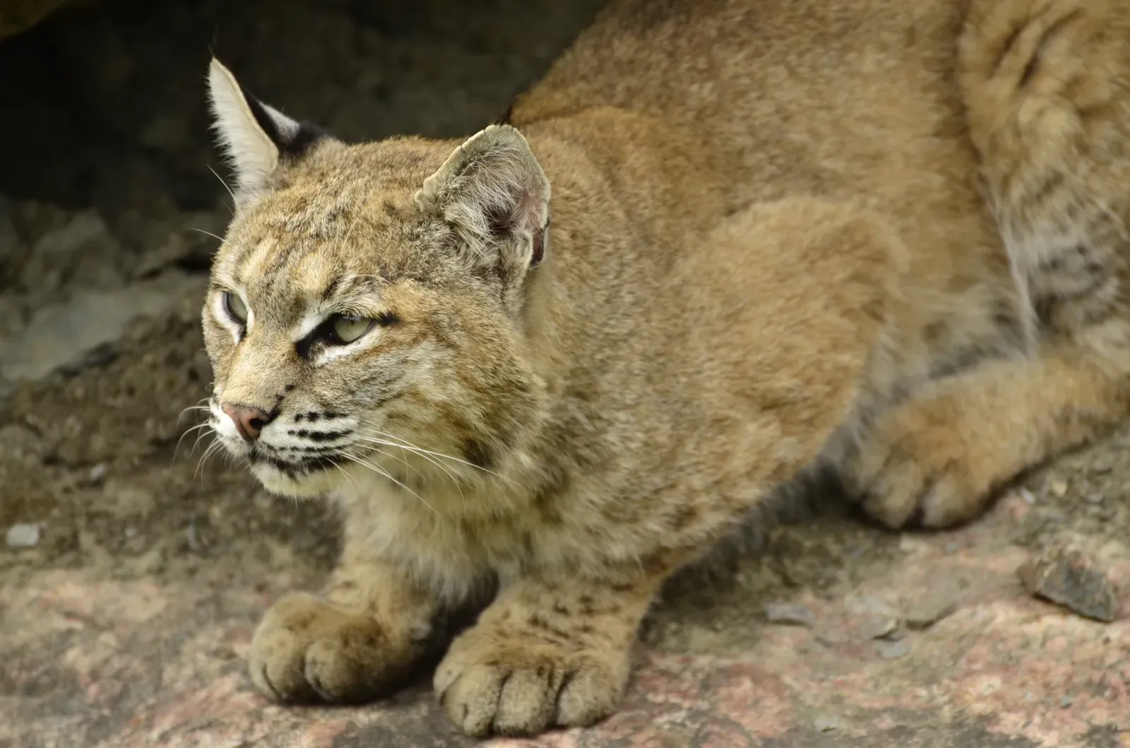 Earth Element: The Bobcat (Image Credits: Wikimedia)