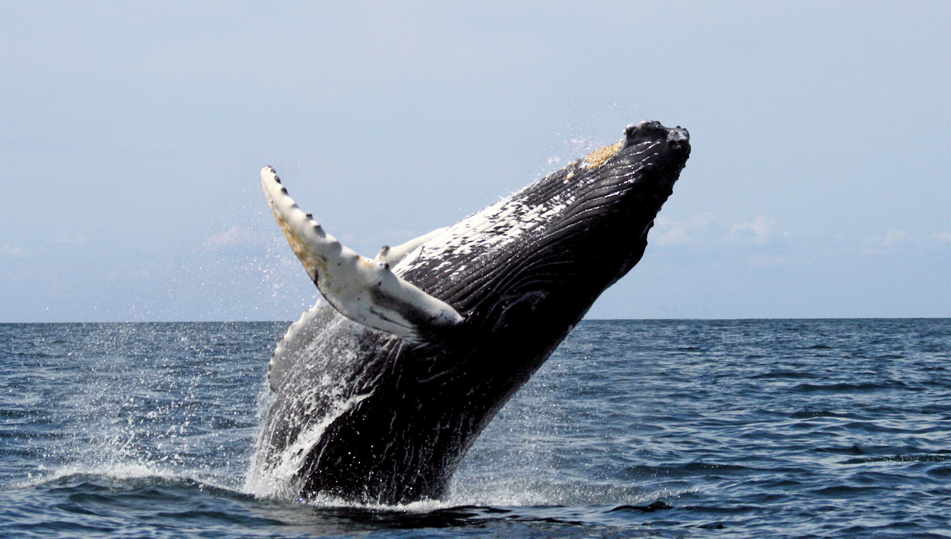Whale Cooperative Hunting Networks That Rival Military Strategy (Image Credits: Wikimedia)
