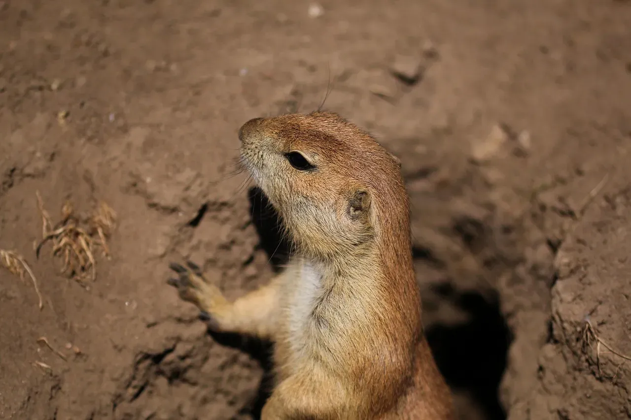 Prairie Dogs: The Underground Engineers (Image Credits: Pixabay)