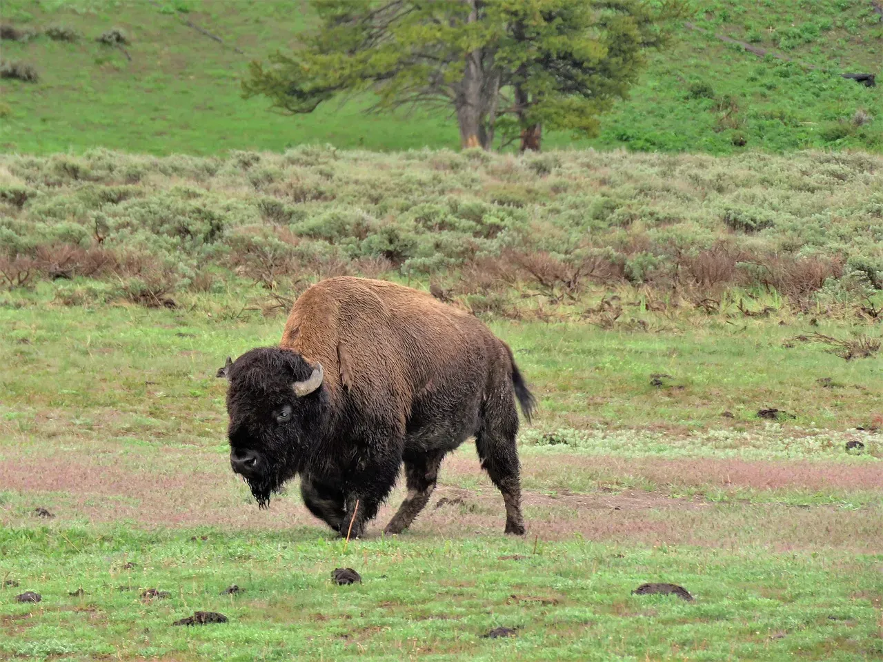 The Buffalo Was Sacred, Practical, and Irreplaceable (Image Credits: Pixabay)