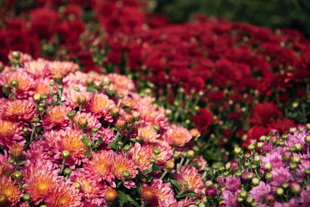 #29 - Asters and Mums: The Fall D&eacute;cor Trap (Image Credits: Unsplash)