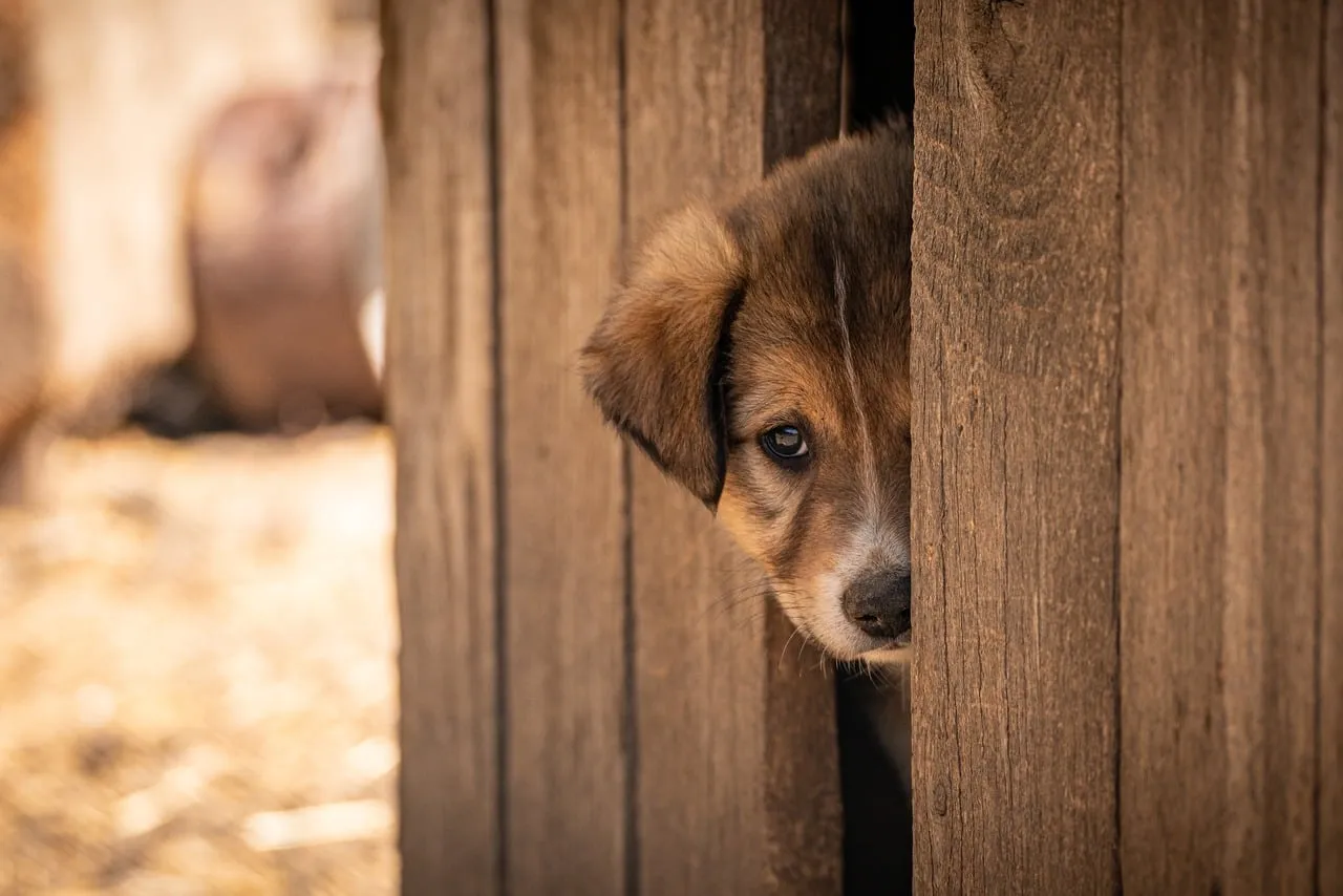 #1 - Large, Reactive, Middle-Aged Dogs That Don't Fit Anywhere (Image Credits: Pixabay)