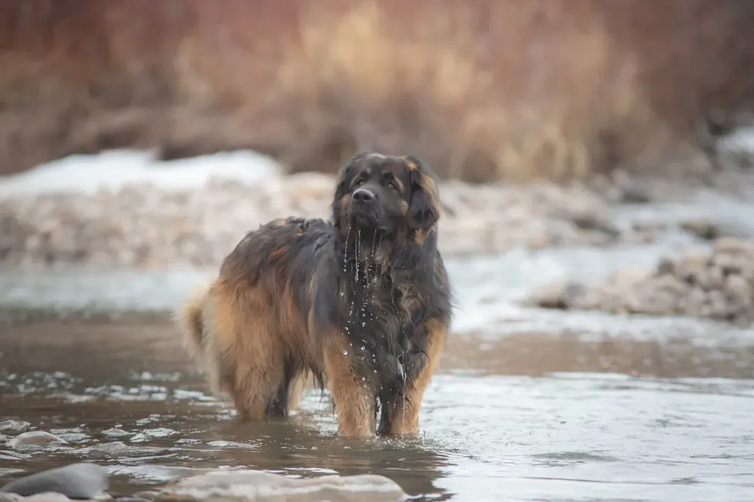 Leonberger (Image Credits: Unsplash)