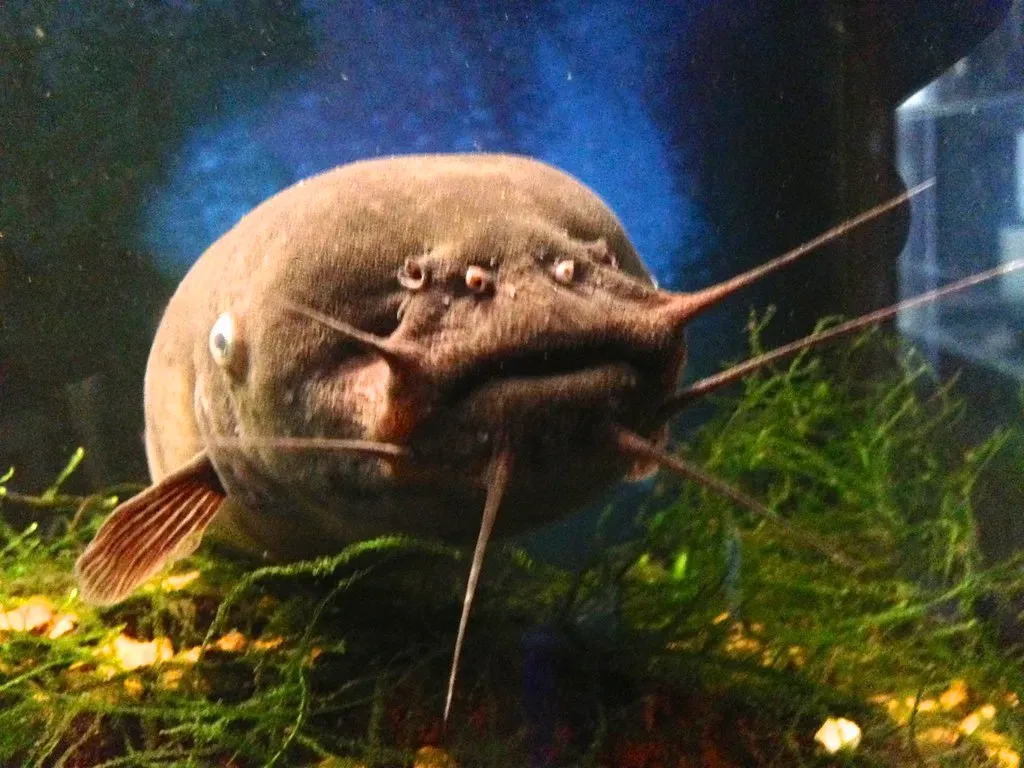 11. Catfish: Electric Field Detectives (Image Credits: Flickr)