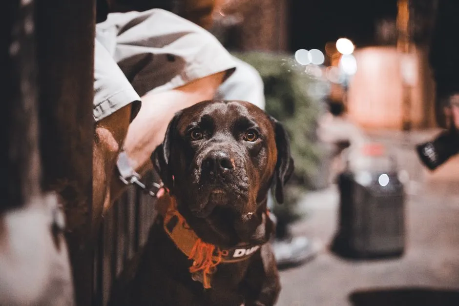 15. Senior Eyes Struggle More With Glare and Low Light (Image Credits: Pexels)