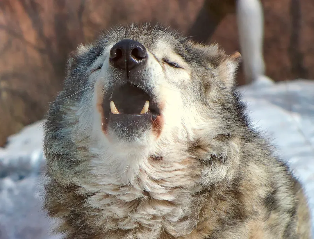 Pisces (February 19 &ndash; March 20): The Wolf (Image Credits: Unsplash)