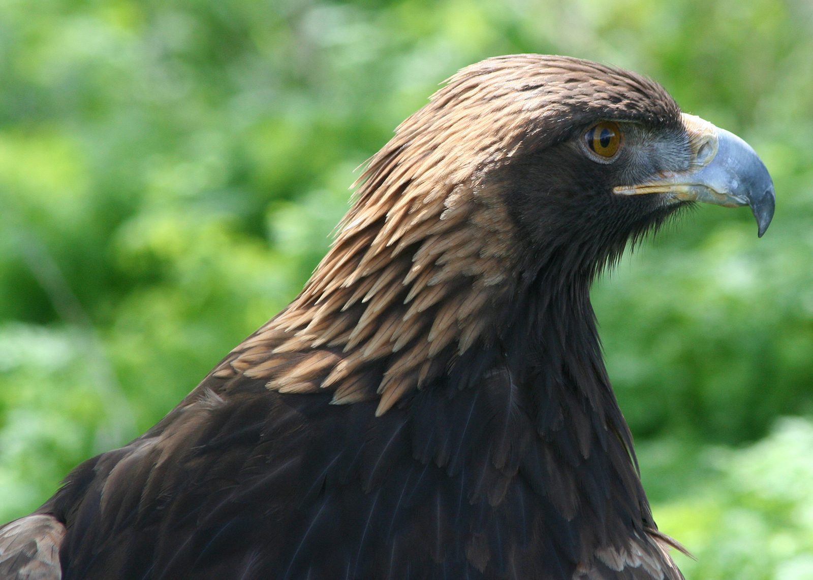 The Keen-Eyed Eagle: Visionary from Above (Image Credits: Wikimedia)