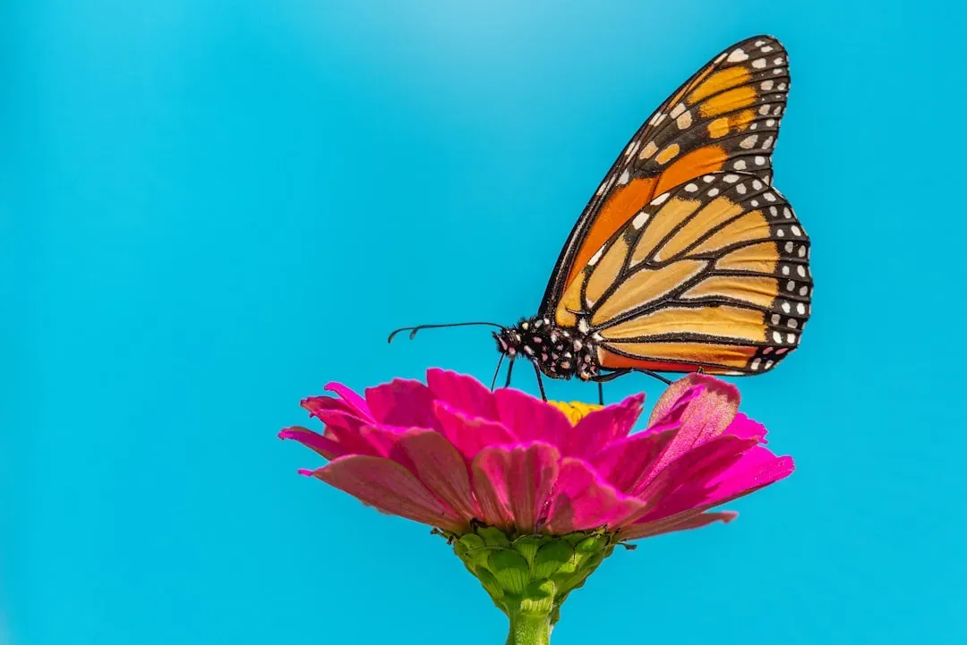 Zinnia: The Gardener's Gift to Butterflies (Image Credits: Unsplash)