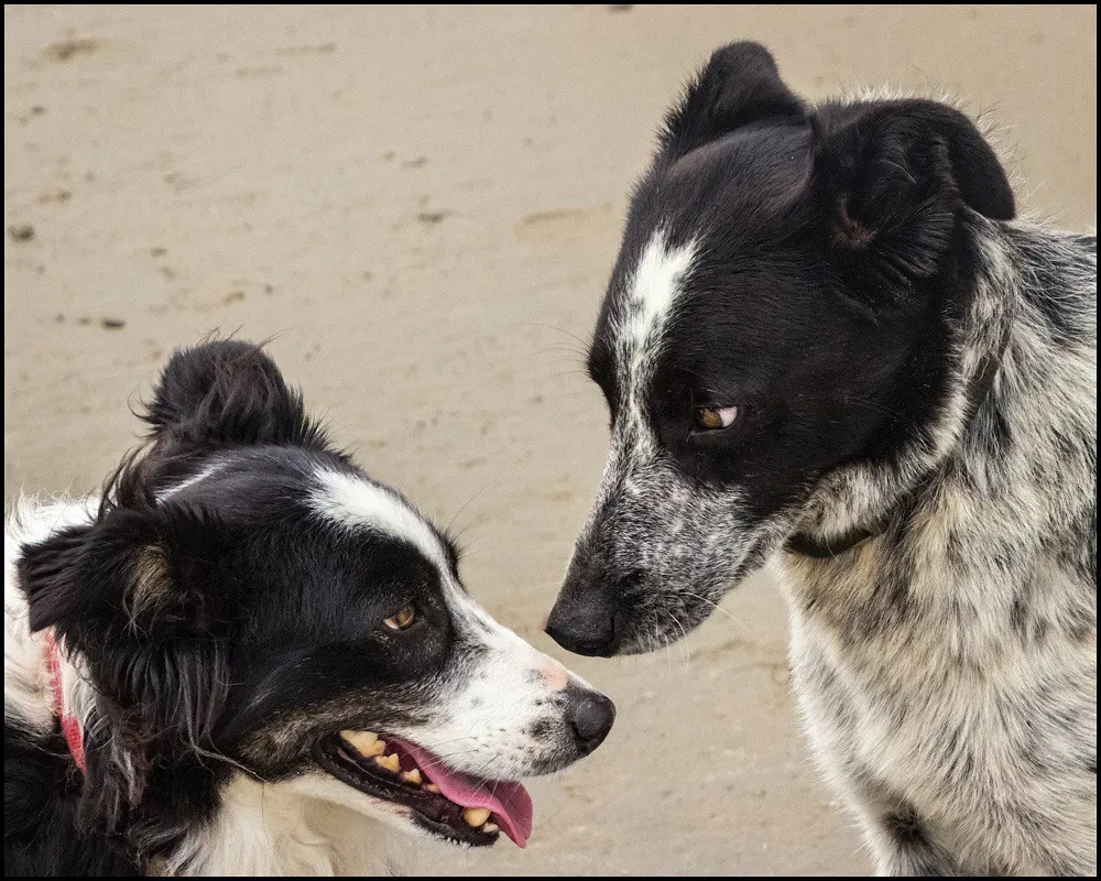 Body Language: Silent Conversations (E Haug, Flickr, CC BY 2.0)