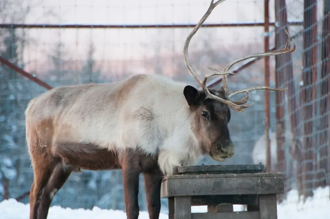 Reindeer: The North Pole Superstars (Image Credits: Unsplash)