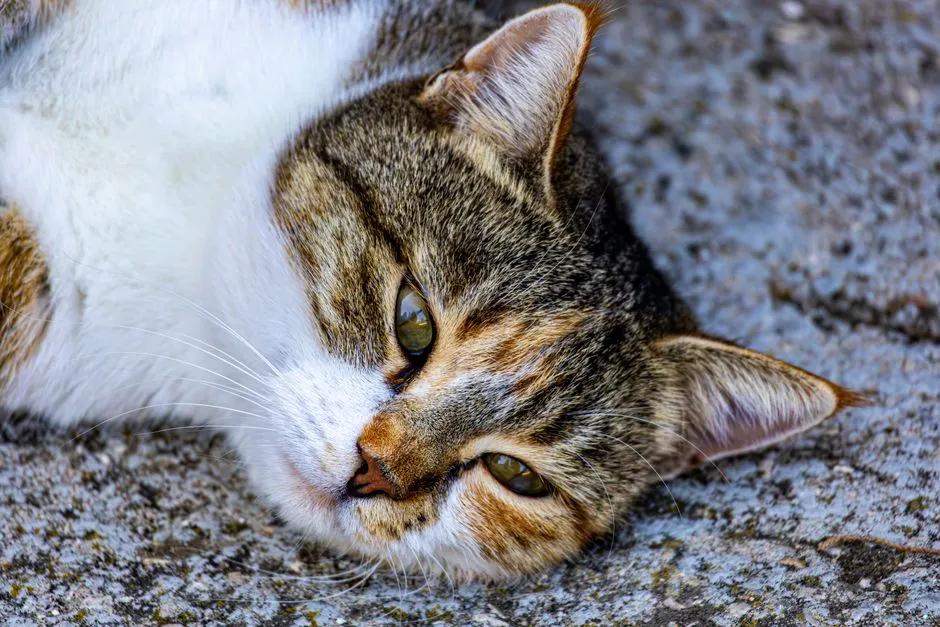 #10 - The Look in Their Eyes That Owners Can't Quite Explain (Image Credits: Pexels)